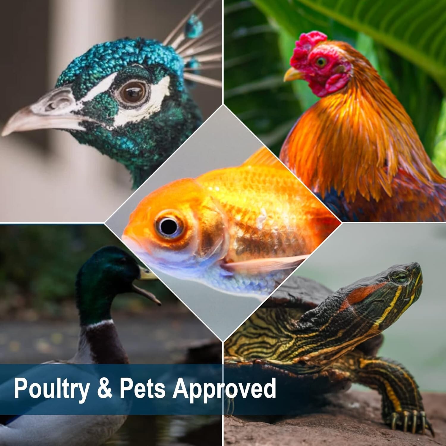 Black Soldier Fly Larvae for Chickens, 100% Natural Premium Quality Non-GMO