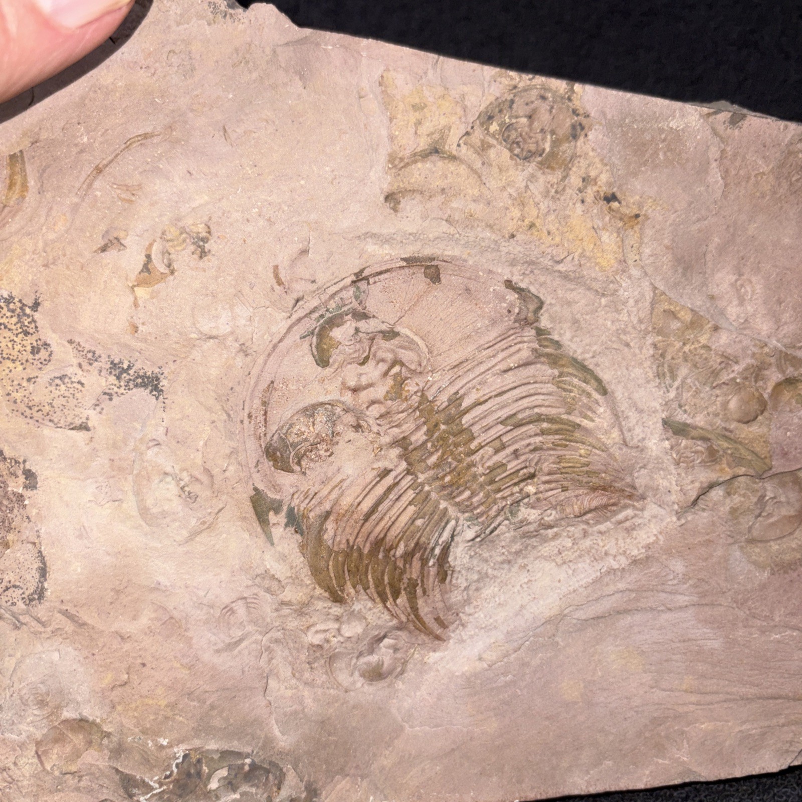 Fossil Trilobite Lower Cambrian Olenellus Fowleri Partial But Huge Red Shale