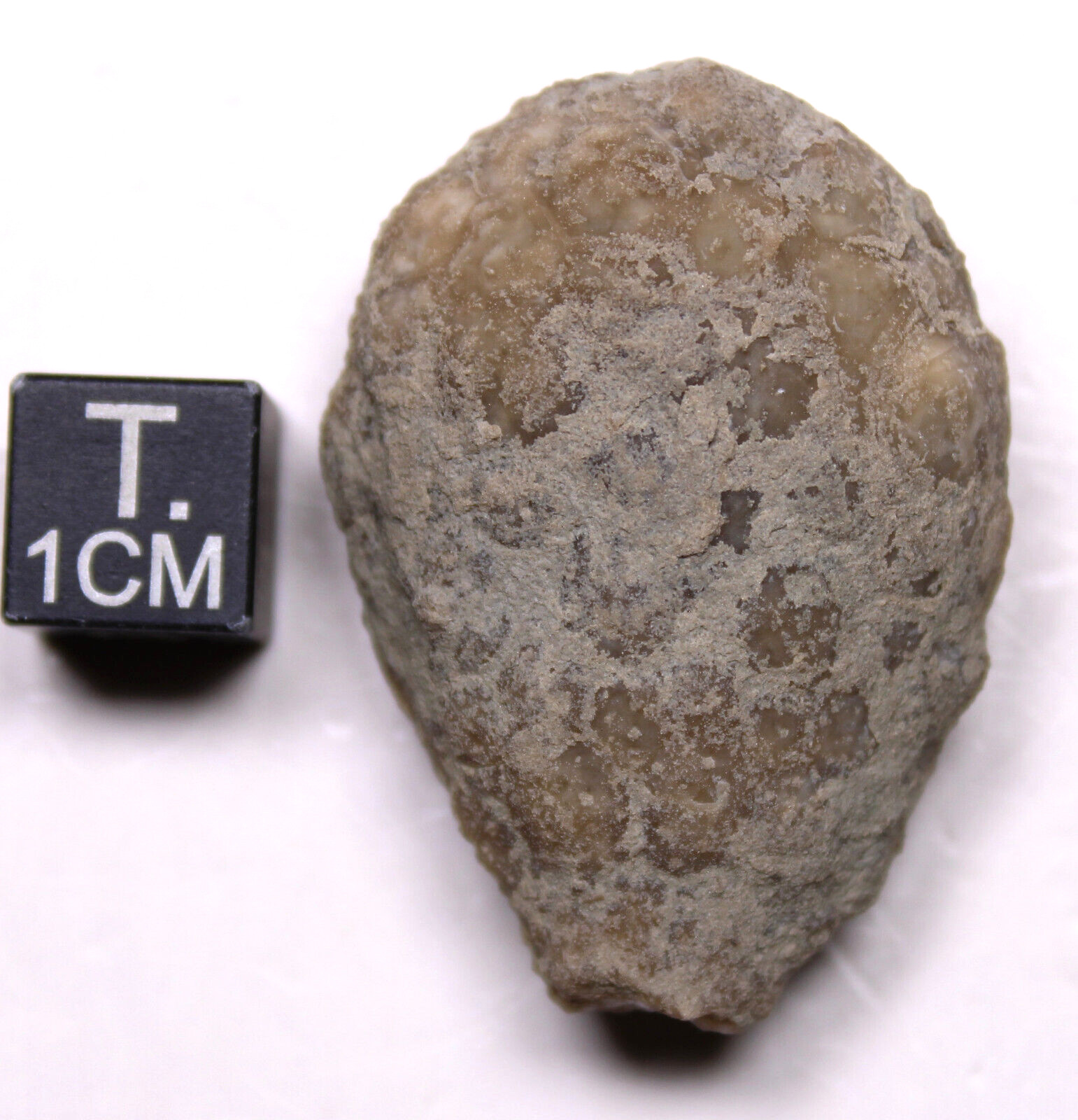Holocystites scutellatus Silurian Cystoid Fossil Indiana Massie Shale