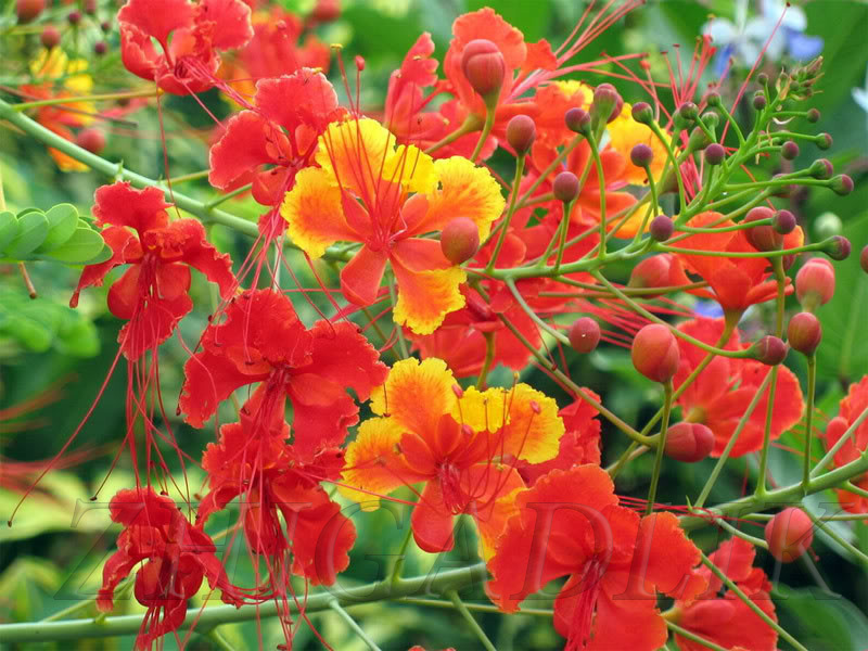 Caesalpinia pulcherrima Pride Of Barbados Mexican Bird Peacock seeds Orange Colr