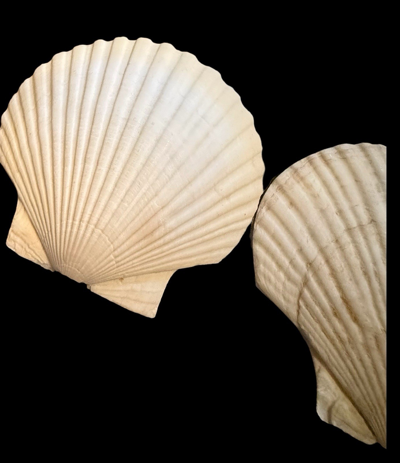 Lot Of 4 VINTAGE 5" REAL CLAM SHELL Gulf Of America Aka Mexico