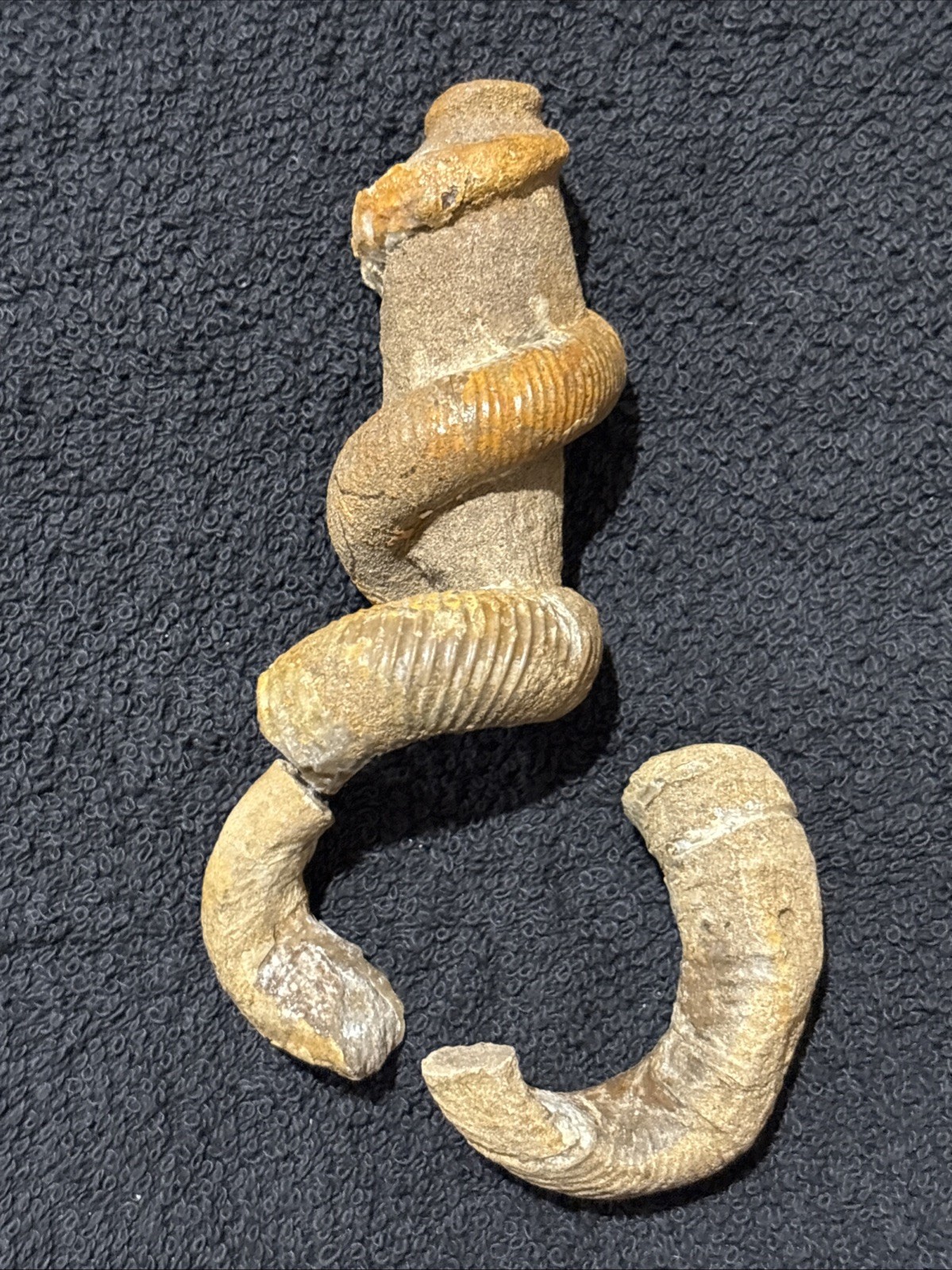 Exceedingly Rare Heteromorph Ammonite eubostrychoceras Madagascar 3 Pieces