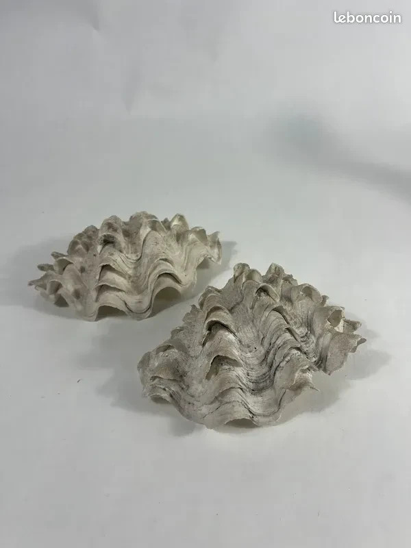 Authentic Vintage Giant Bivalve Blessel, Tridacna Gigas Shell 70s