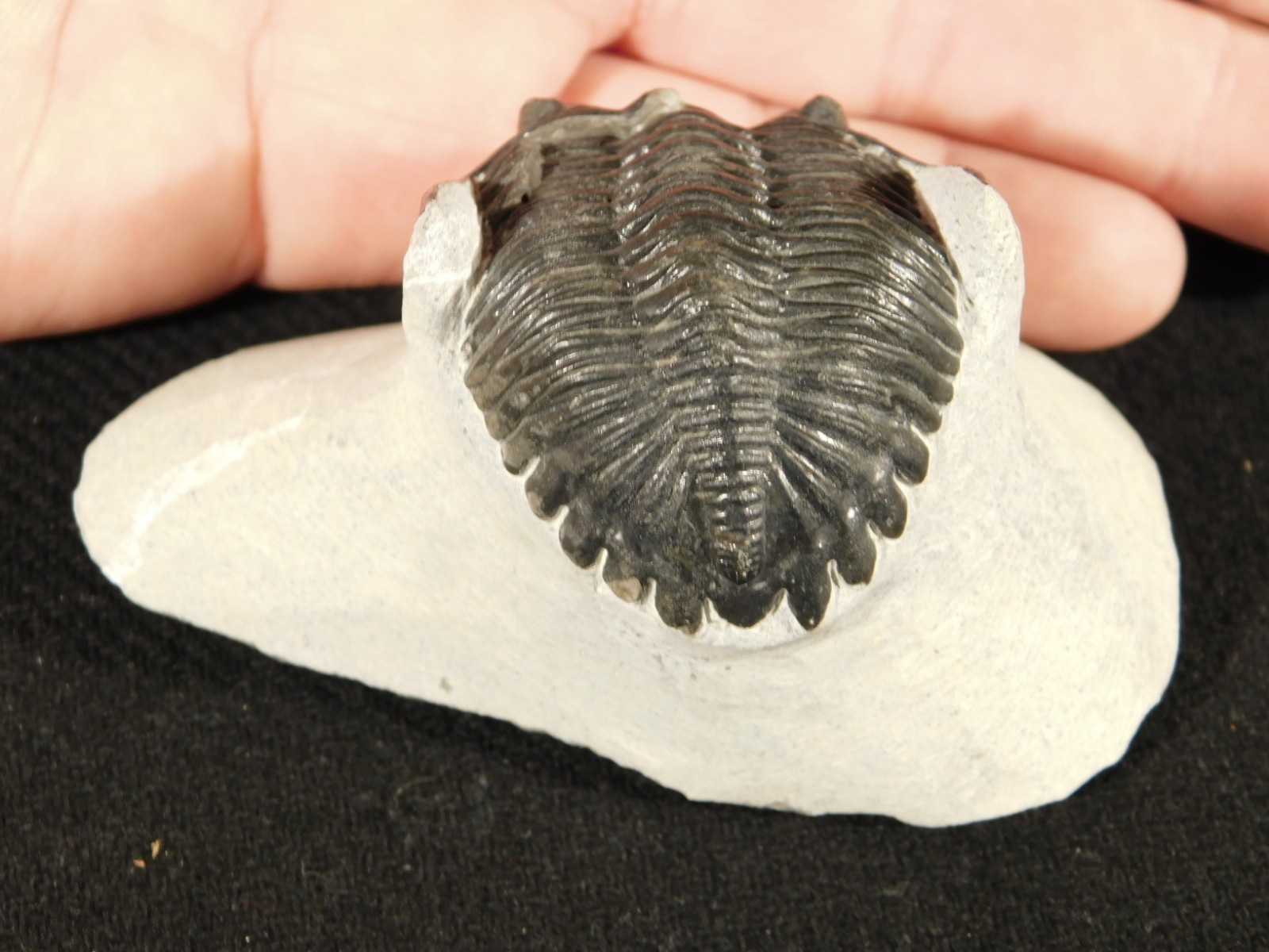 Enrolled! Hollardops TRILOBITE Fossil Nice and 100% Natural Morocco 208gr