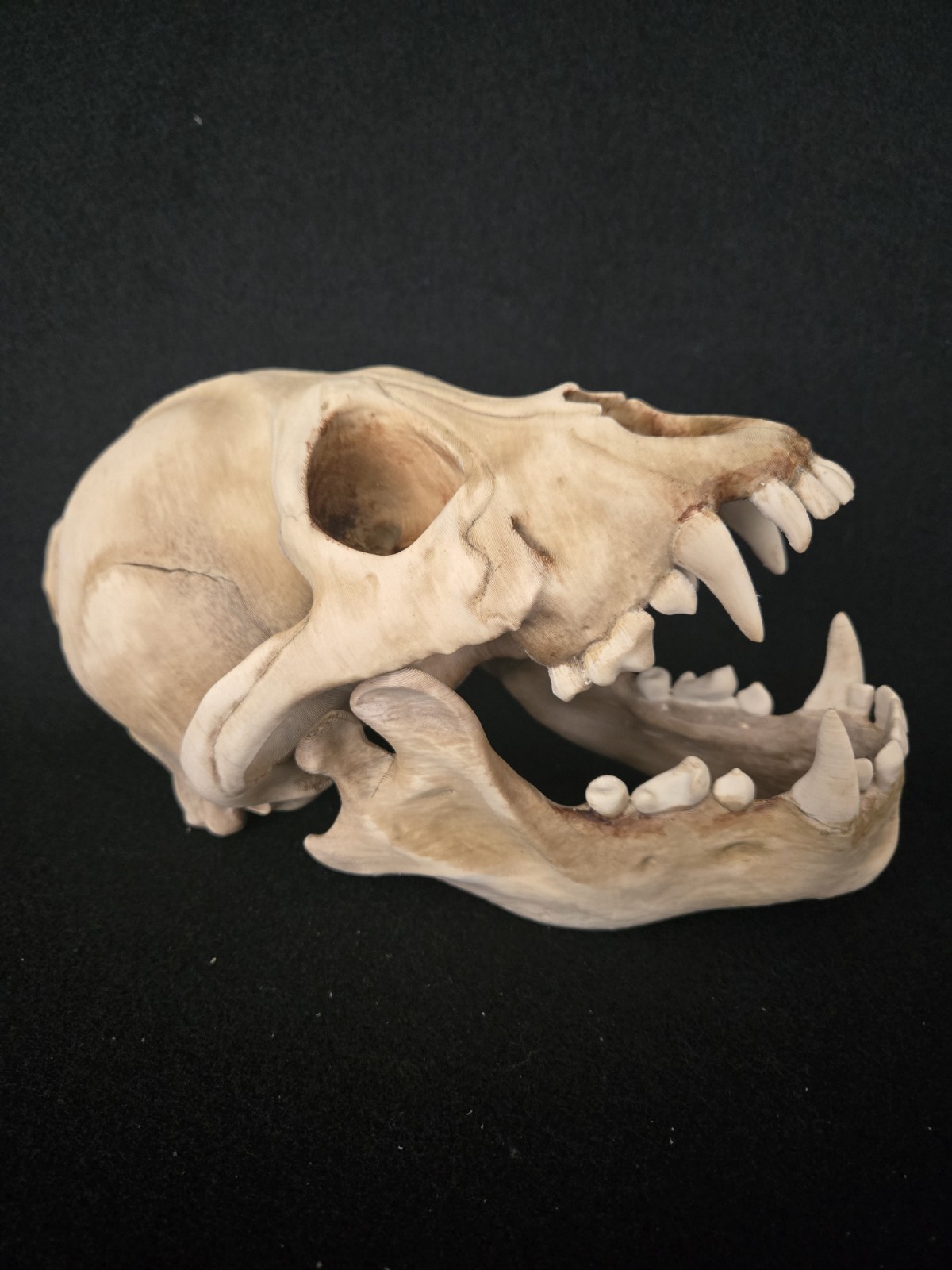 Werewolf Skull Realistic "Large" With Stand