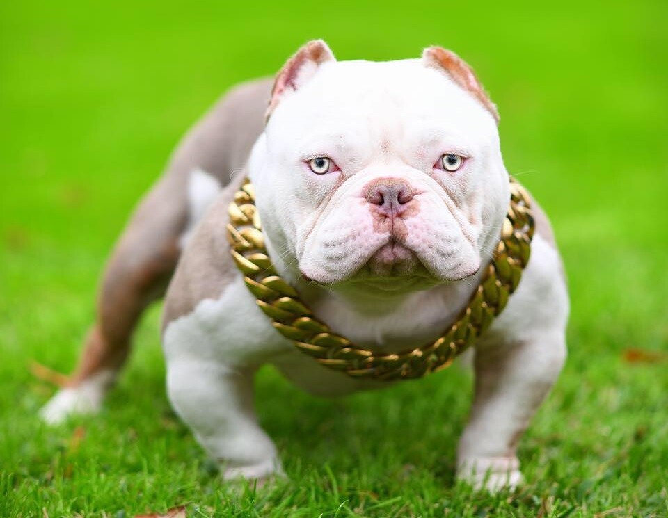 Cuban Gold pet Chain 32mm Dog Show Collar 316L Stainless Steel-AUTHORIZED SELLER