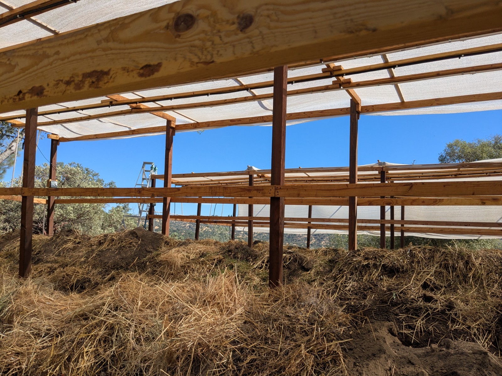 1/2lb 500 Ct Live Red Wiggler Composting Worms - Eisenia Fetida-live delivery