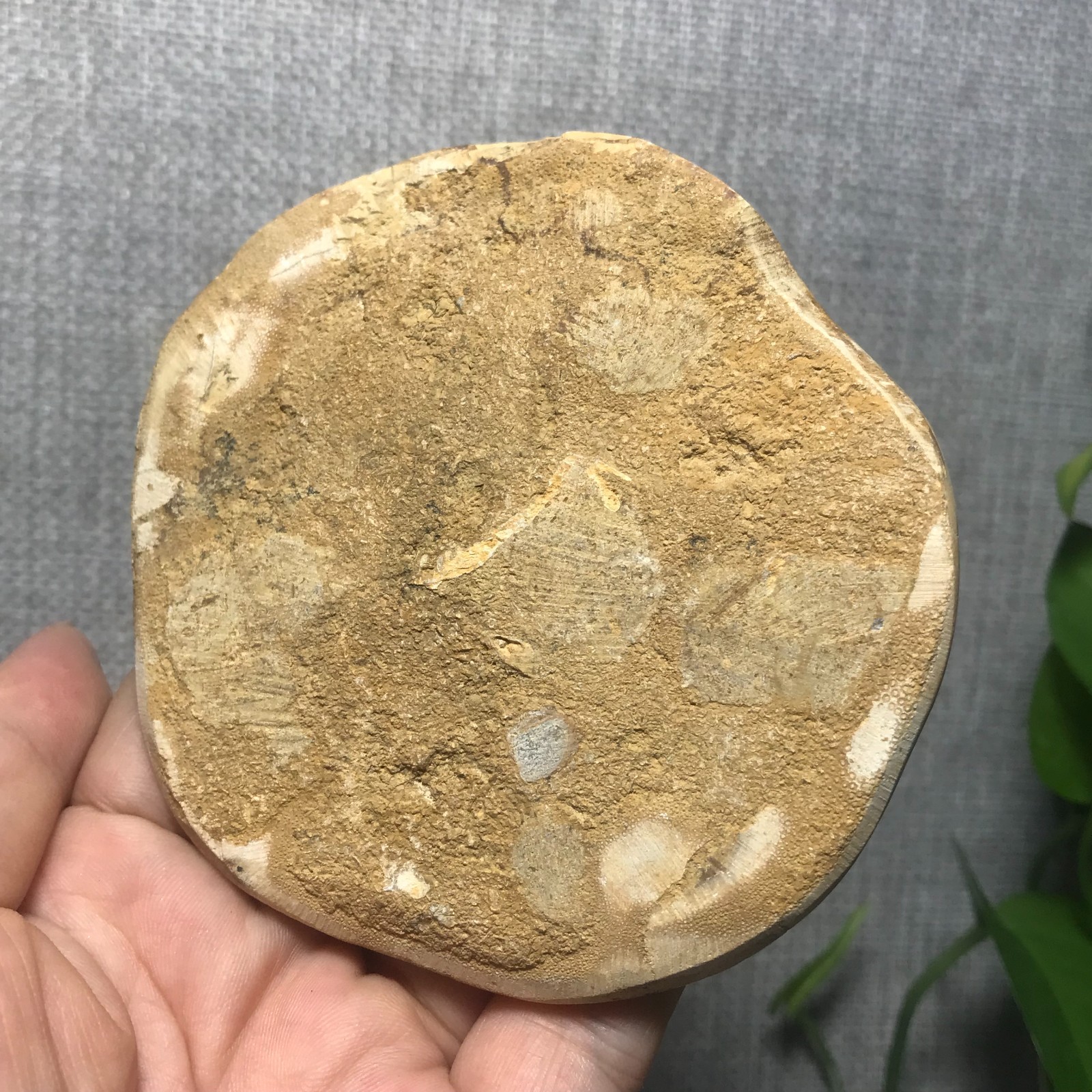 226g Starfish Crystal Specimen 01