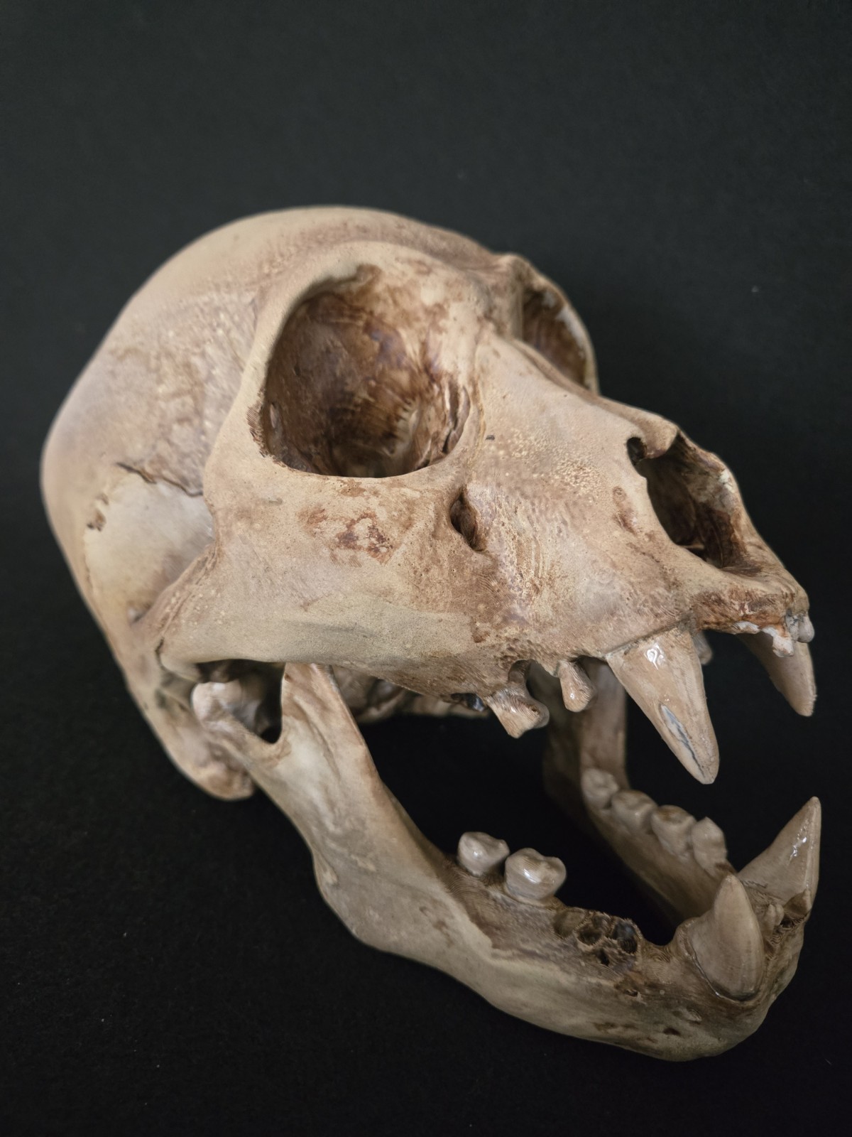 Bigfoot Skull Realistic "Large"