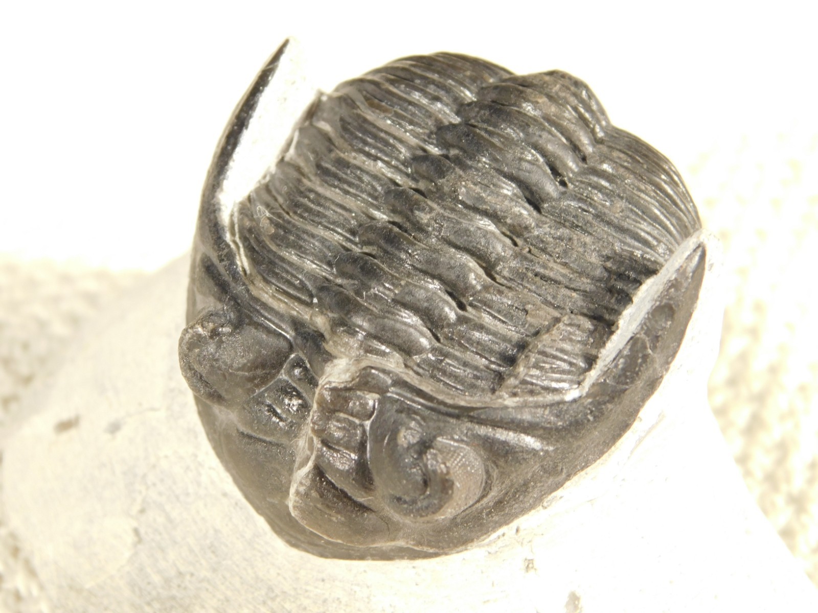 Enrolled! Hollardops TRILOBITE Fossil Nice and 100% Natural Morocco 208gr