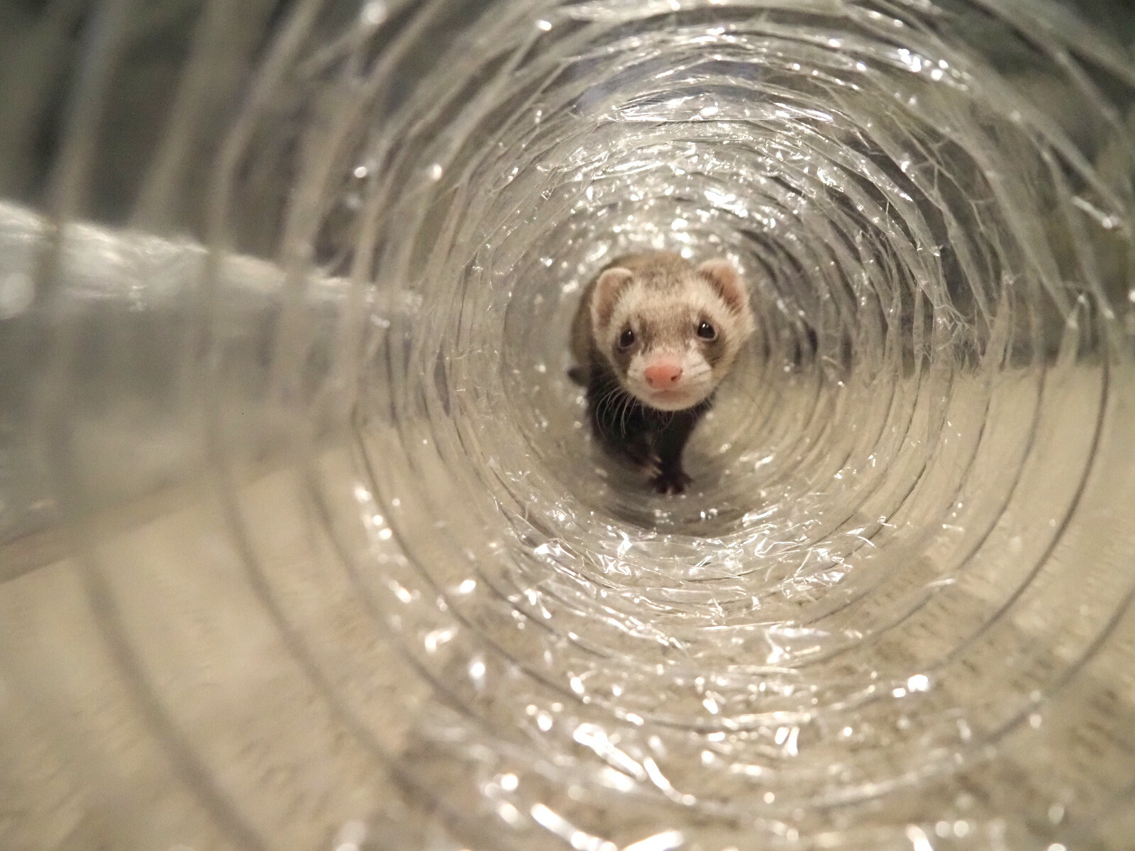 Best Ferret Toy EVER! Jumbo Ex Wide &Long Super Thru Way Crinkle Tunnel Tube