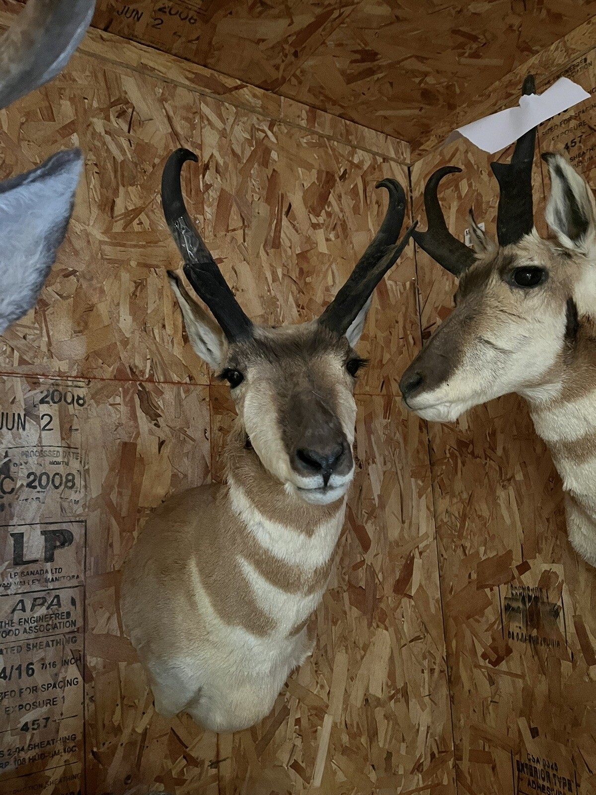 pronhorn antelope taxidermy shoulder mount