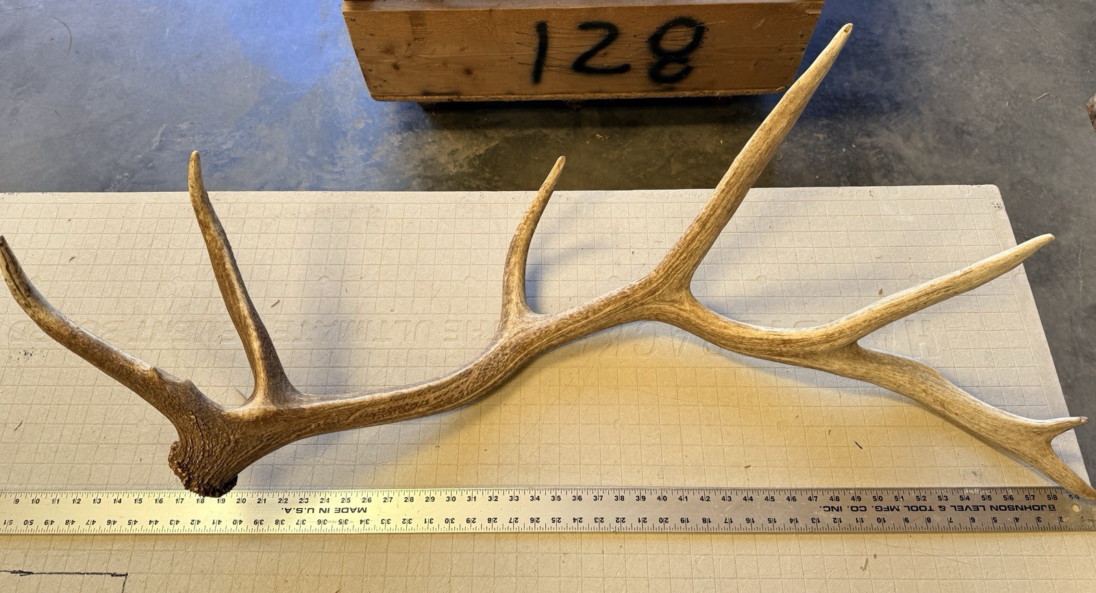 7pt Elk Shed ~ Elk Antler ~ Decor