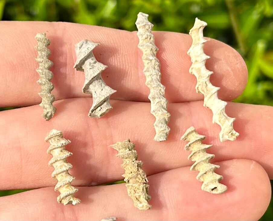 Alabama Fossil Archimedes Screw ONE PER PURCHASE Bryozoan Mississippian Age