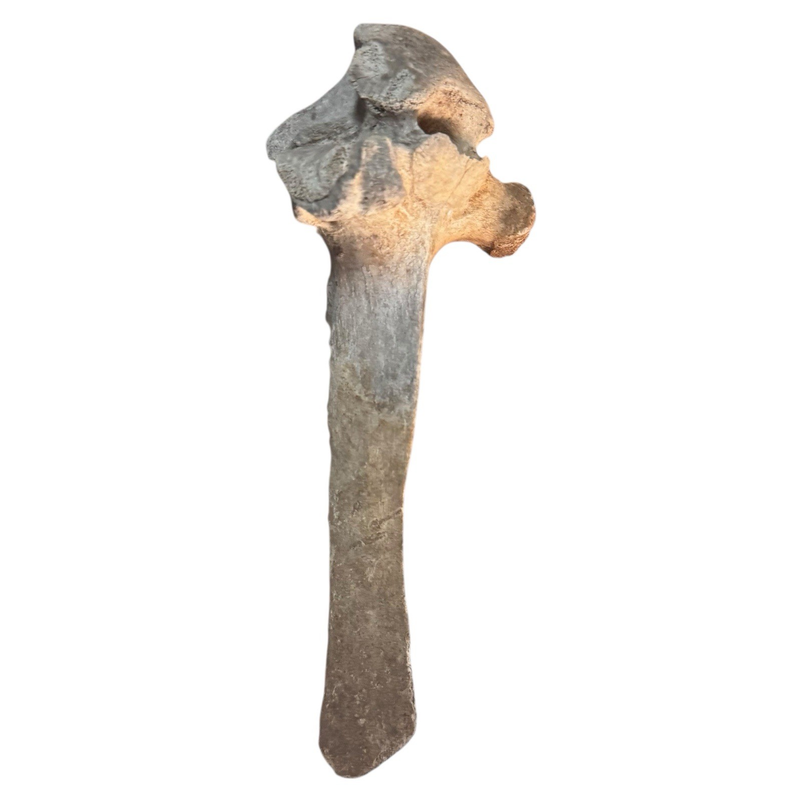 Bison Thoracic Vertebra Natural Bone Paperweight Western Decoration No Fossil