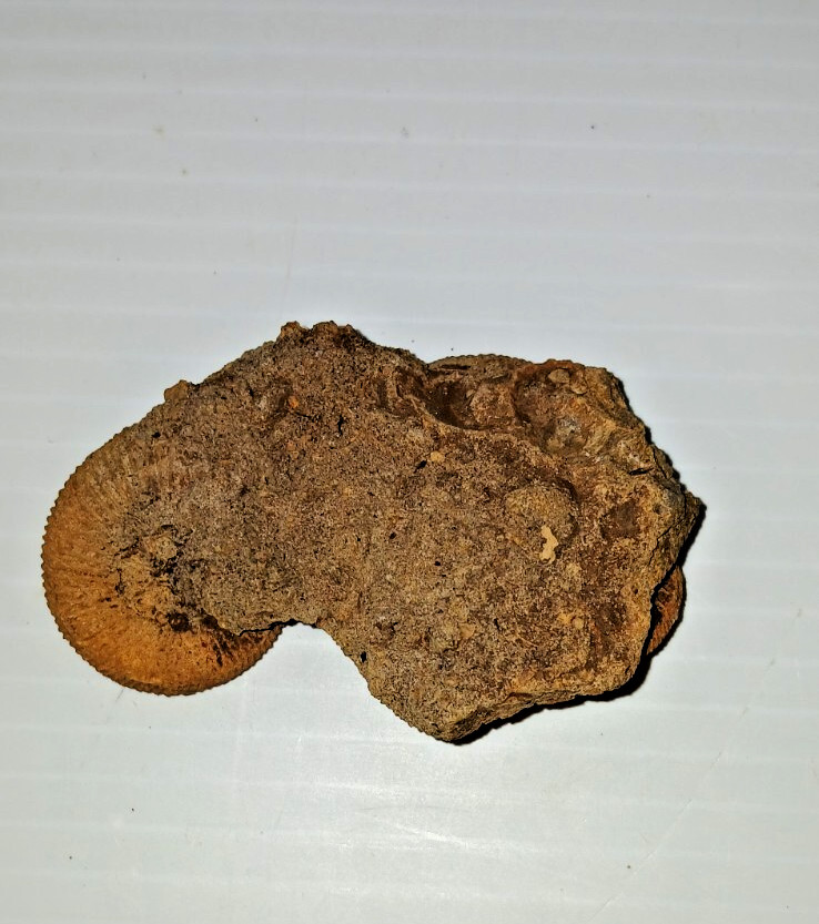 Nice Ammonite Fossil Cluster