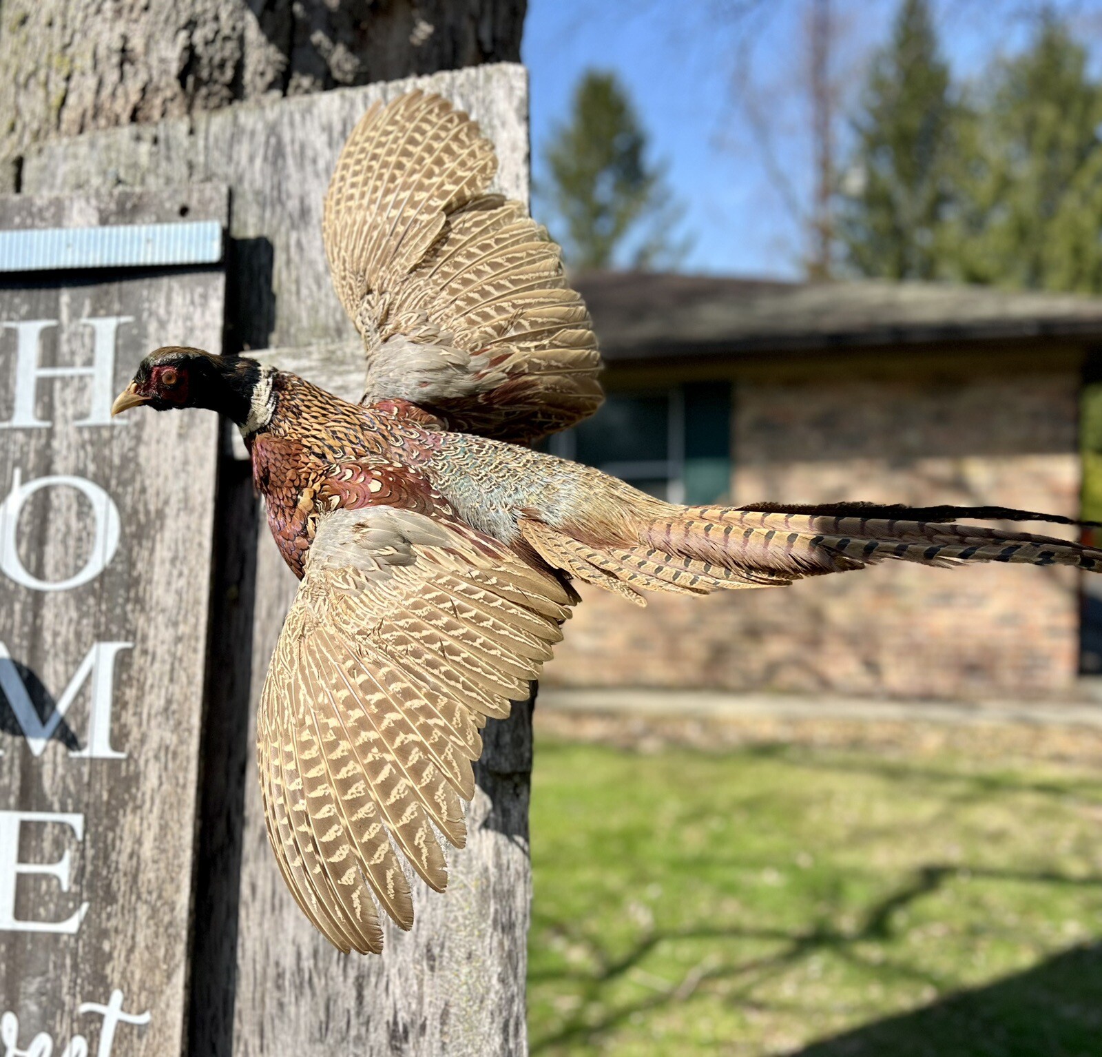 Vintage PAIR Real Ringneck Flying Pheasants Wall Mounts Taxidermy LOCAL PICKUP