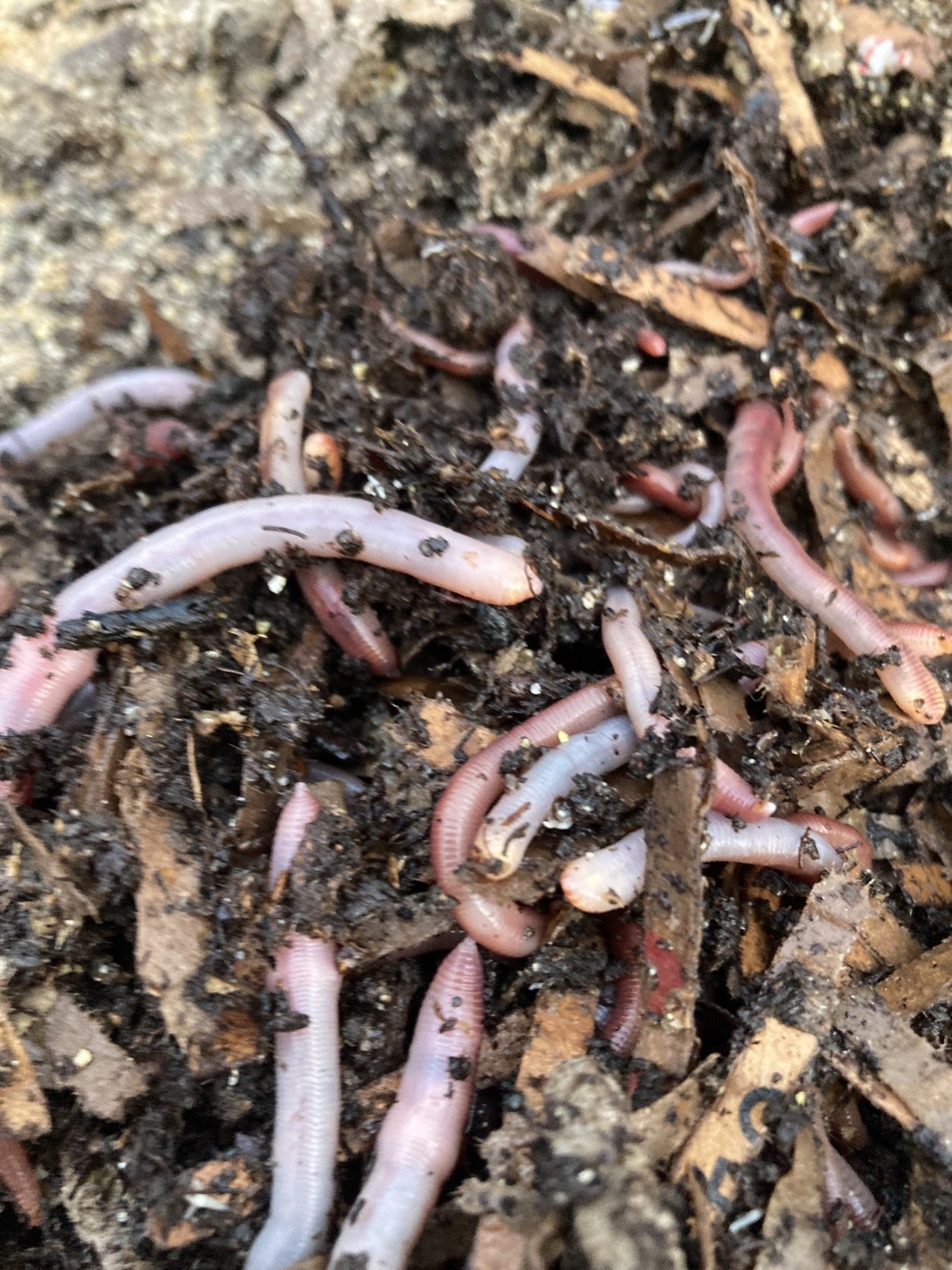 Bait worm European nightcrawler 200