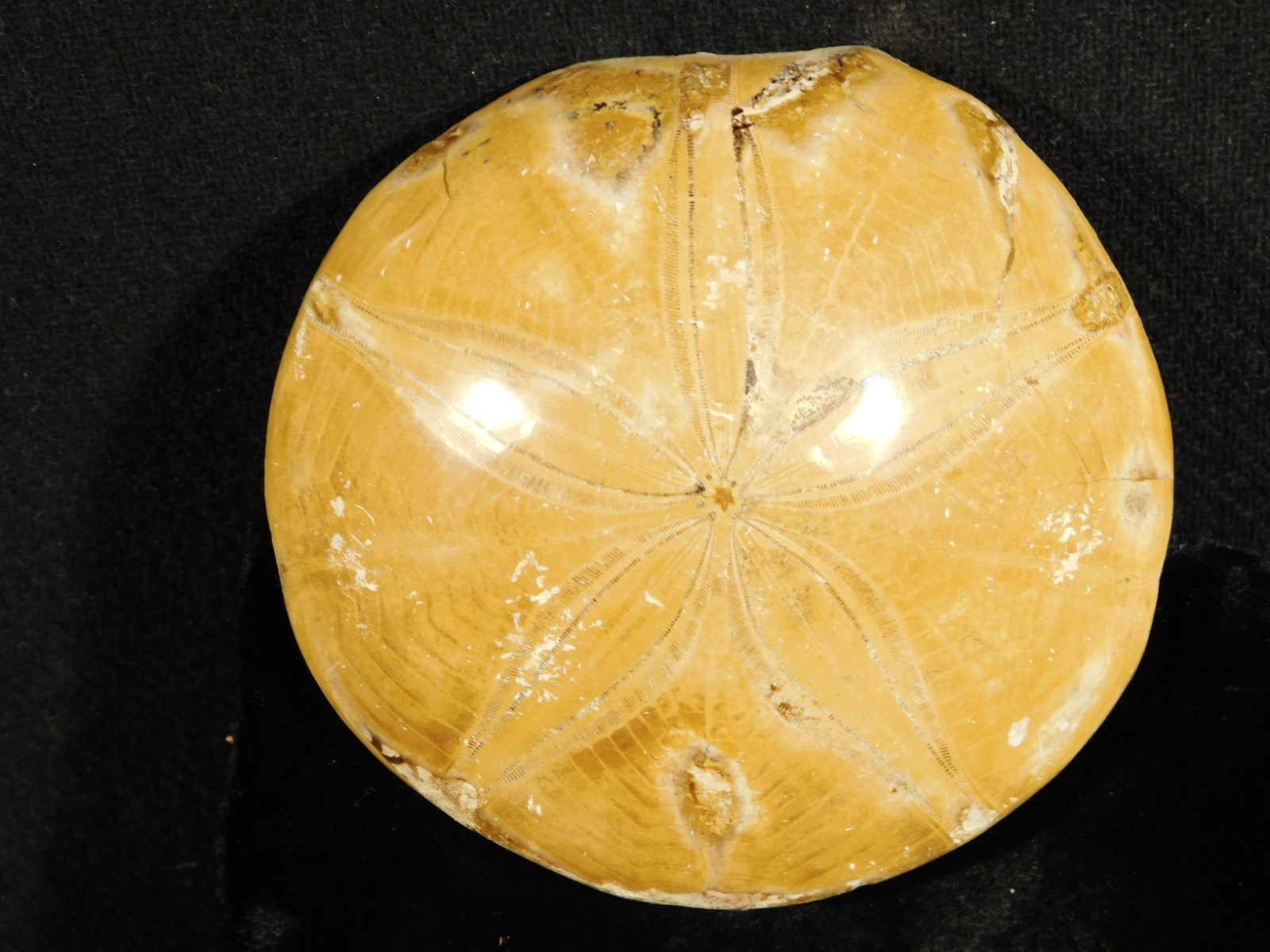 Big! Polished 150 Million Year Old! SAND DOLLAR Fossil Madagascar 198gr