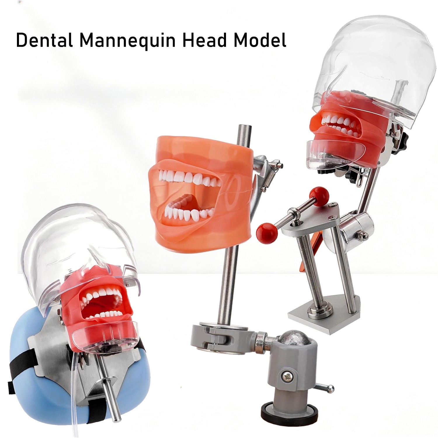 Dental Simulator Dental Mannequin Dental Head Model Dental Teeth Teaching Model