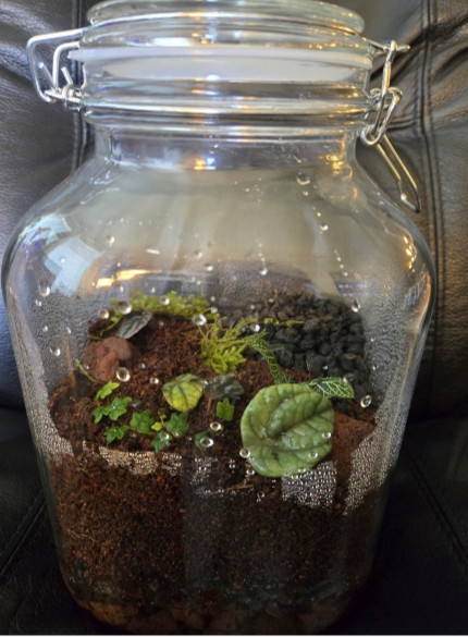 Thai Red / Florida Orange Springtail Terrarium Breeding Kit