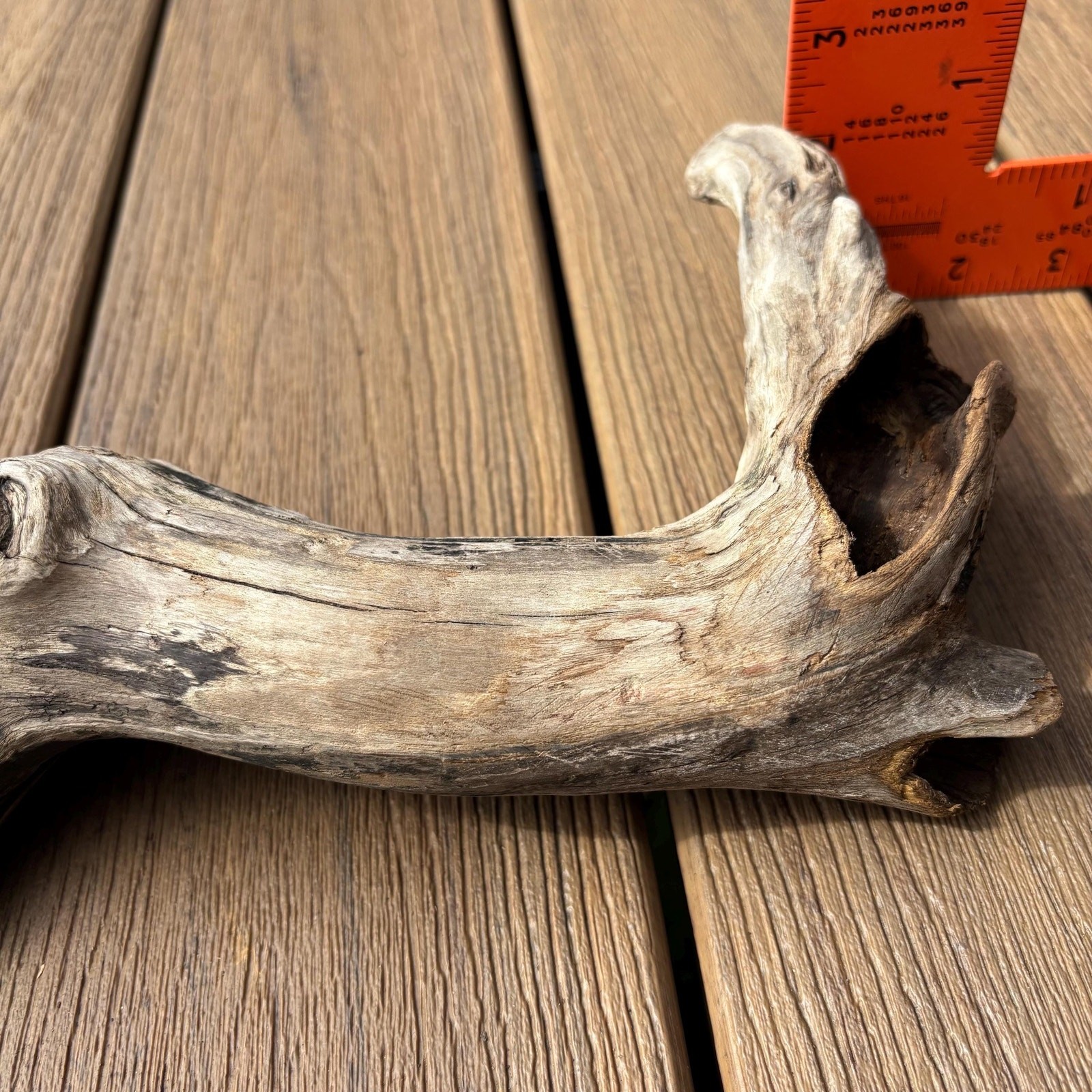 Small Tree Shaped Driftwood 9x3x7 – Sculptural Wood with Hollows Aquarium