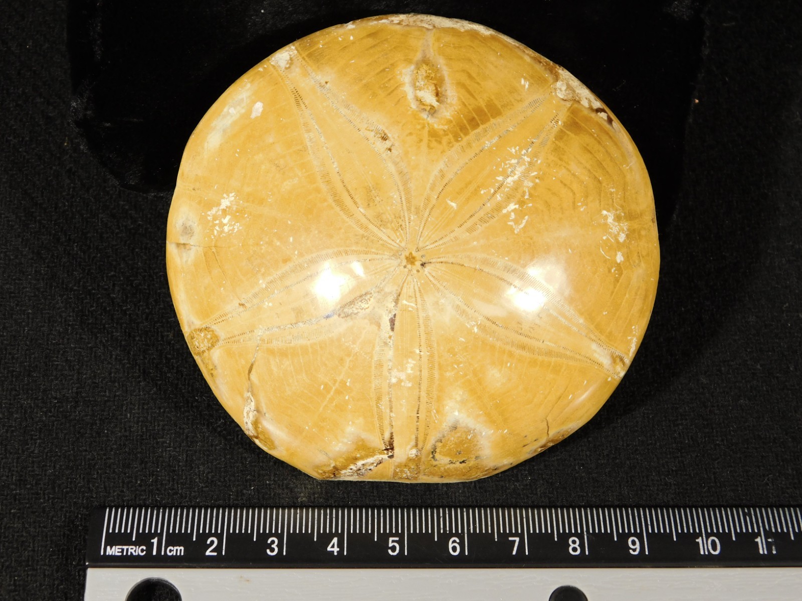 Big! Polished 150 Million Year Old! SAND DOLLAR Fossil Madagascar 198gr