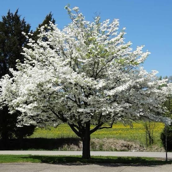 2 White Dogwood Trees 2ft Tall Now Live Flowering Trees