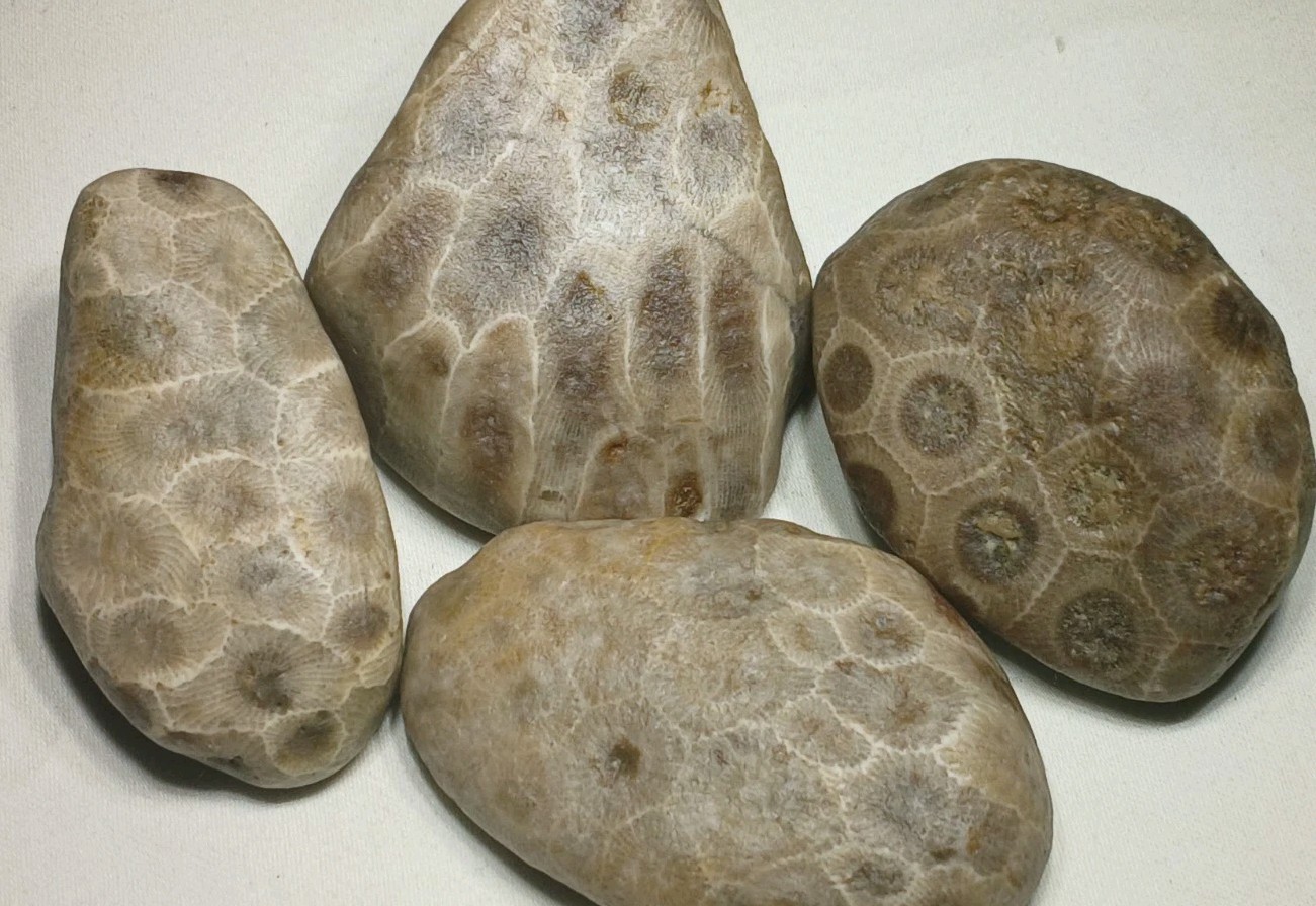 Natural Michigan Petoskey Stones • 4pc Unploshed • Great Lakes Fossil Coral