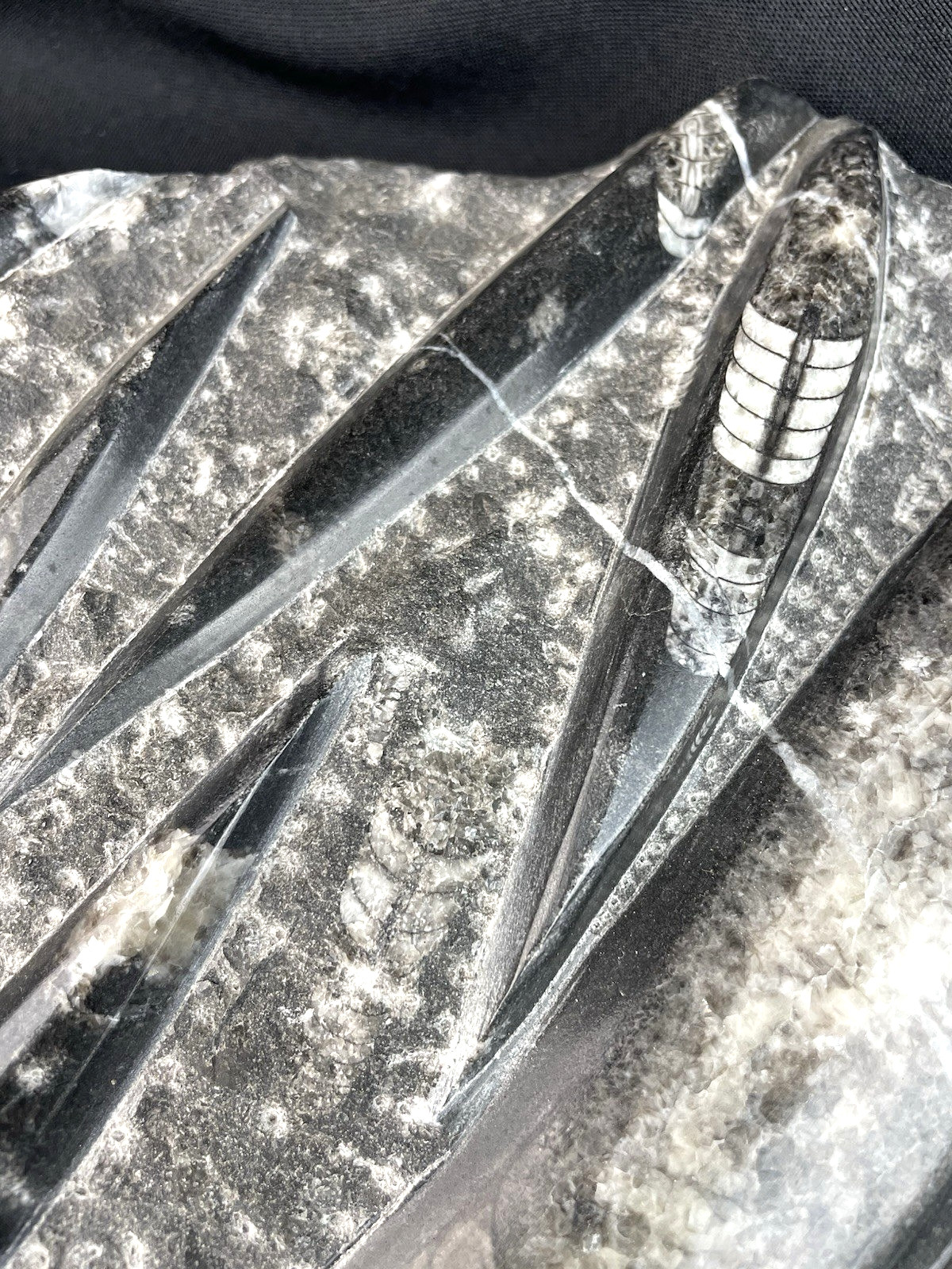 10 lbs Block of Polished Petrified Sea Life Fossil Devonian Orthoceras 9" x 12"