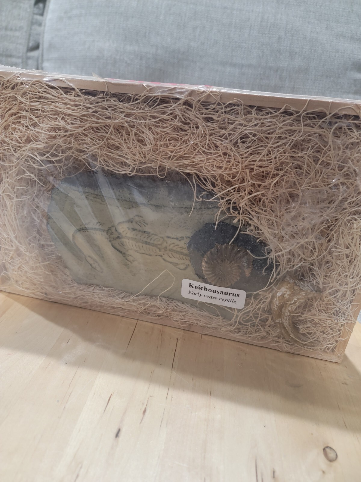 GeoCentral Keichousaurus, Ammonite, Raptor Claw - Fossils Replicas From The Past