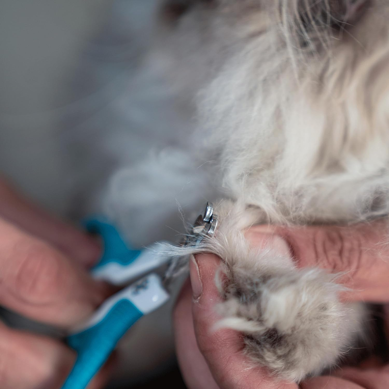 - Cat Nail Clipper, Pet Nail Trimmers, Kitten Claw Clippers, Easy to Use, Precis