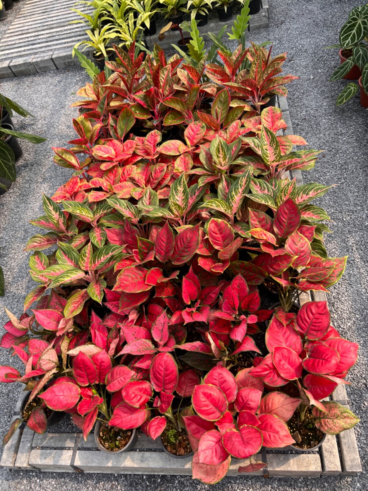 Premium "Fluffy" Tree Fern Fiber (New Zealand) - Debris Free