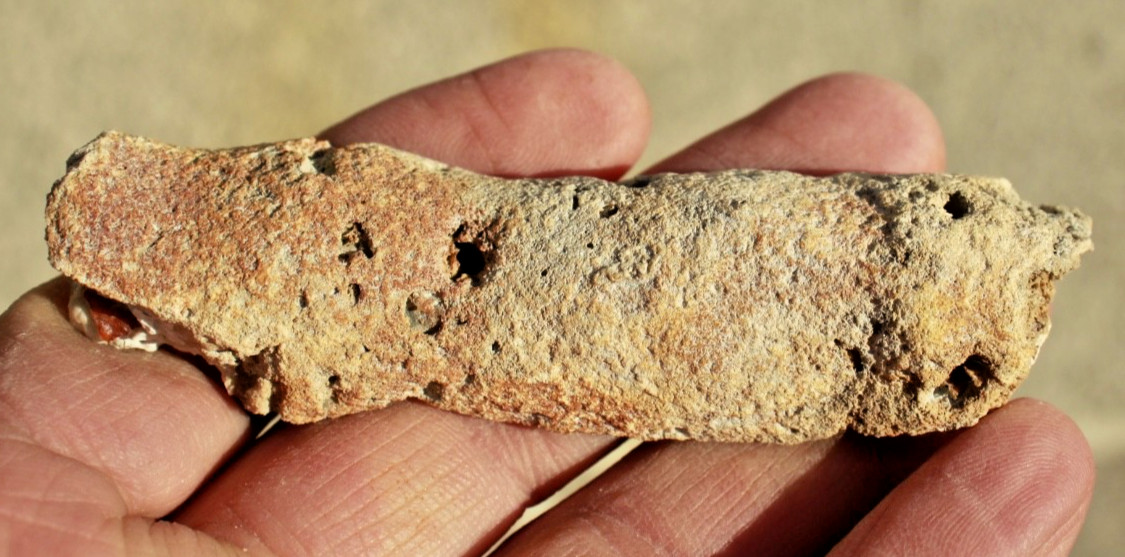 Polished Tampa Bay Fossil Coral Half • 4.0" Long/1.5 oz.