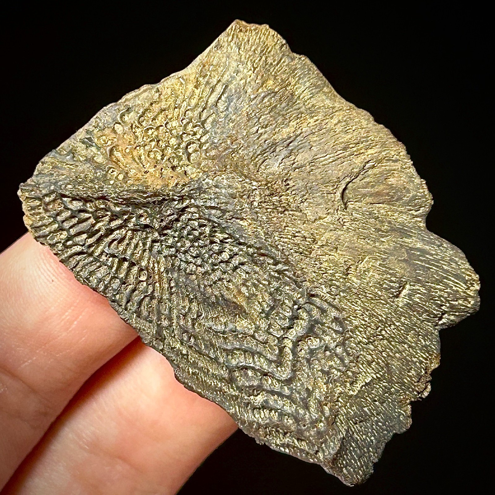 Atlantic Sturgeon Scute (Acipenser cf. oxyrinchus) 1.93" Bony Fish Fossil Dermal