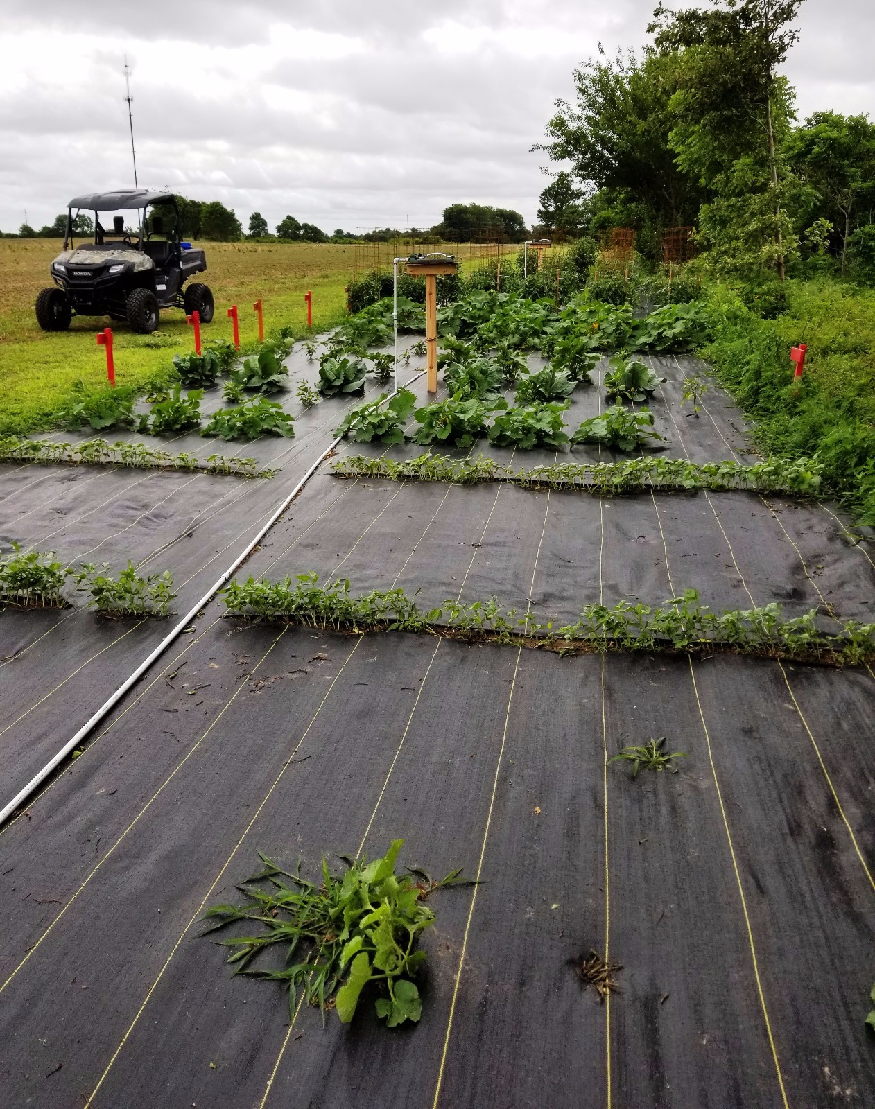 DeWitt Woven Ground Cover Landscape Fabric SUNBELT 6'X300' 3.2 OUNCE