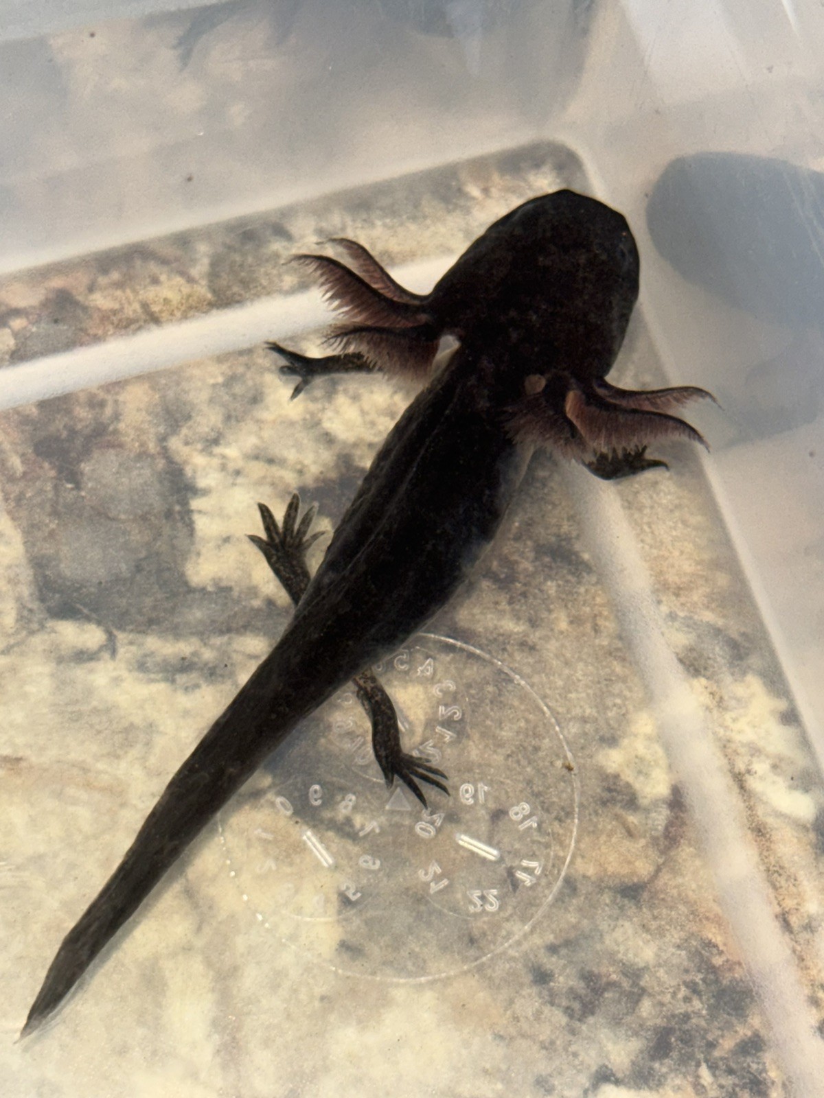 Melanoid axolotls 4 inches