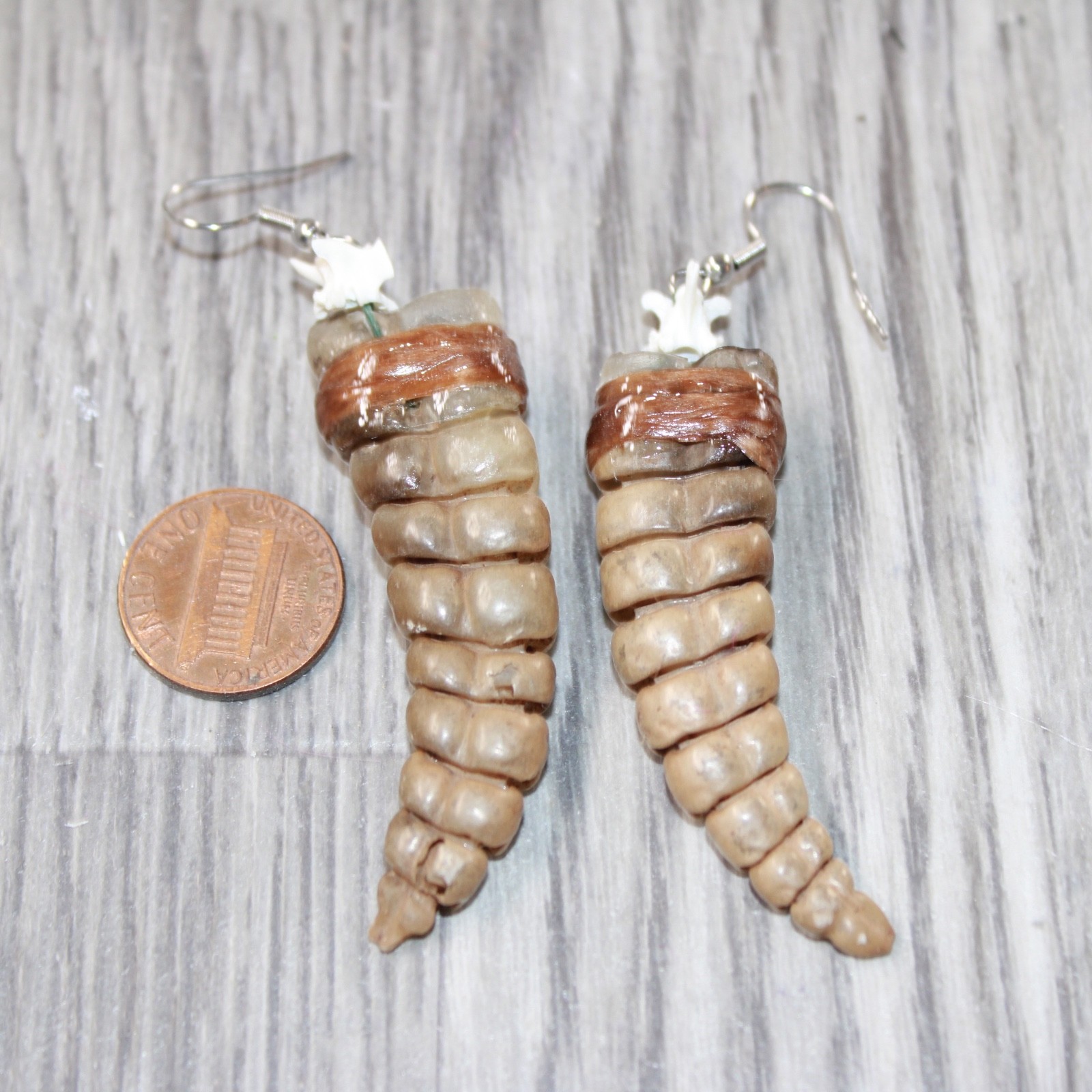 Very Large Rattlesnake Rattle Earrings #6163 Mountain Man Earrings