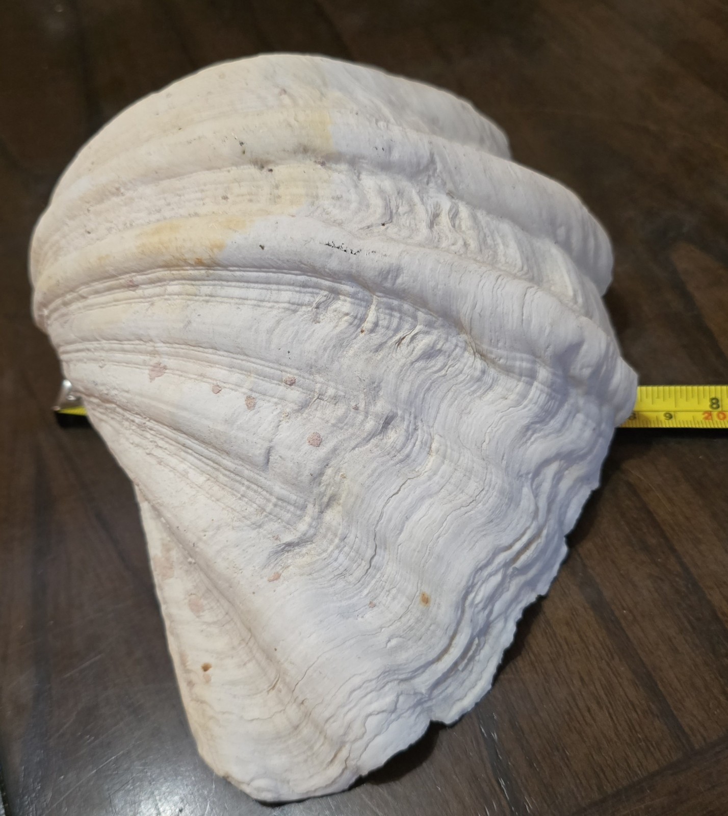 10" Natural Giant Clam Shell Tridacna Gigas Seashell Nautical Decor Beach House