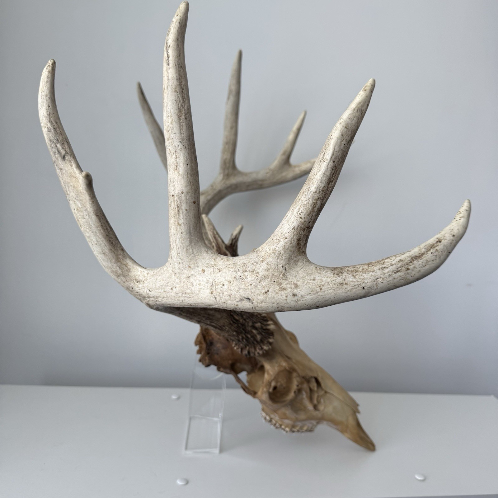 Wild 12 Point Whitetail Deer Antler Rack Horn Skull European Mount Man Cave 151"