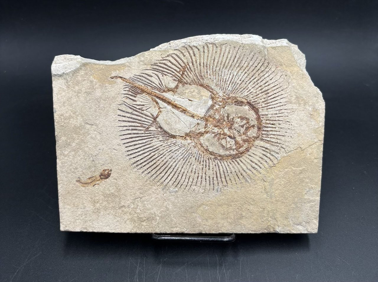 Cyclobatis oligodactylus fossil ray - Late Cretaceous Cenomanian Haqel Lebanon
