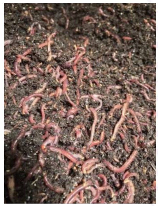 Red Wiggler Composting Worms