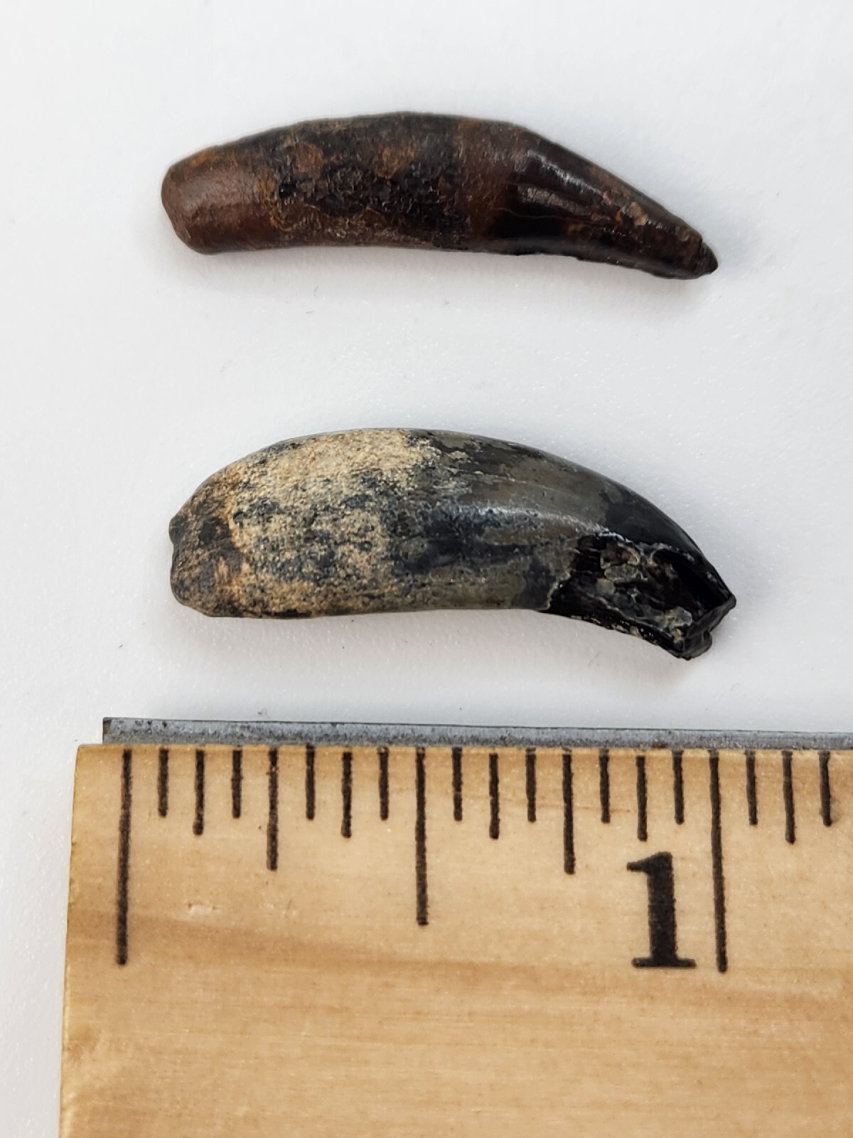 Raccoon Rooted Upper Canine Tooth Fossil - Florida Pleistocene - 1 Per Purchase