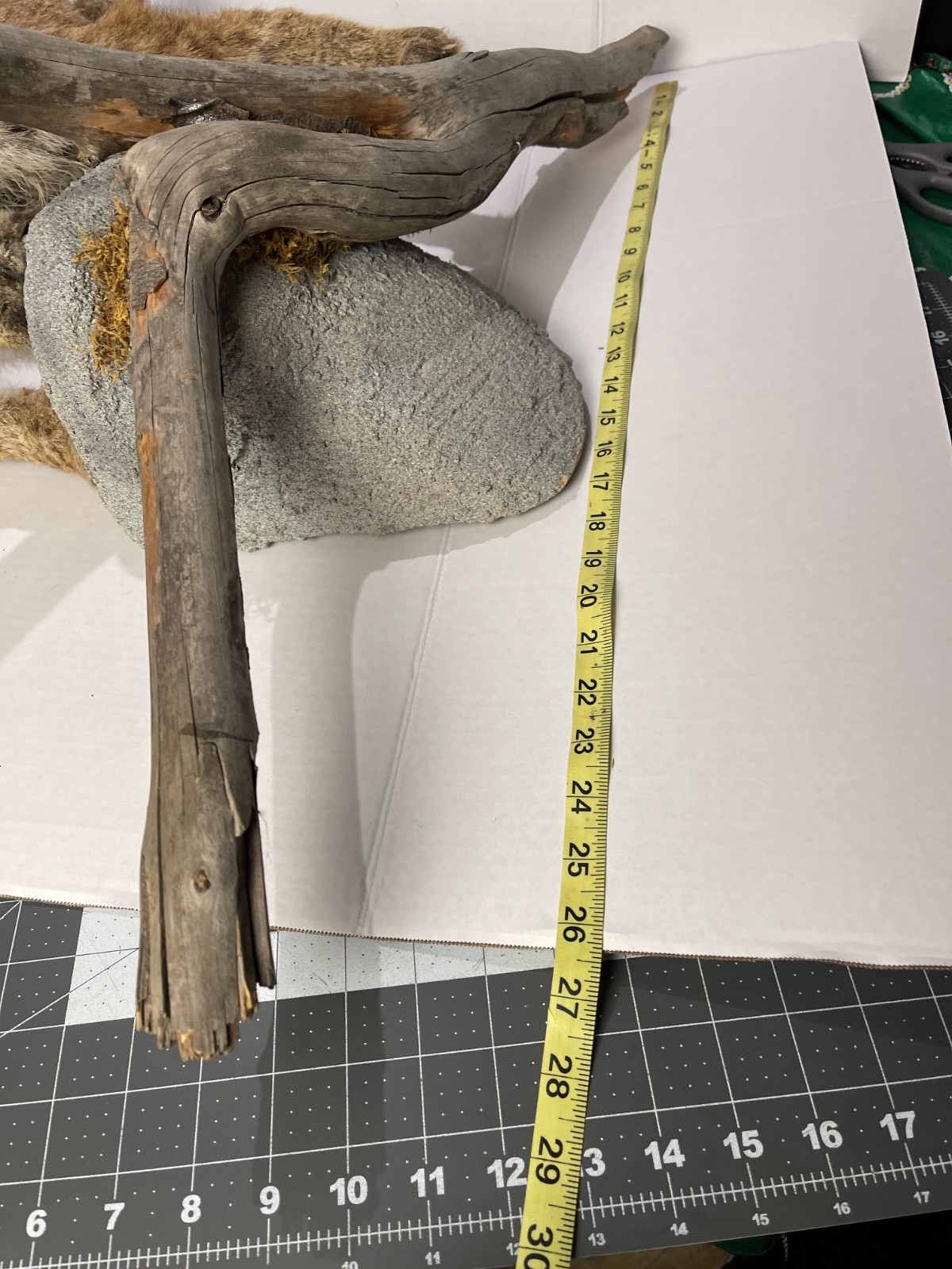 Bobcat Taxidermy Wall Mount Wildlife Hunting wild cat