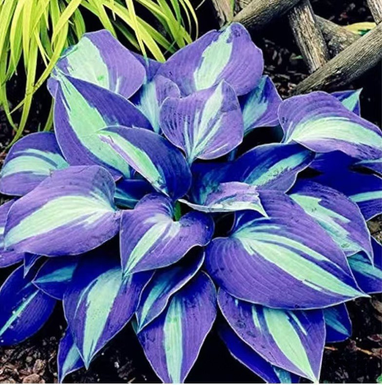 🌿300+Mixed HOSTA SEEDS – PERENNIAL OUTDOOR SHADE GARDEN PLANTING SEEDS