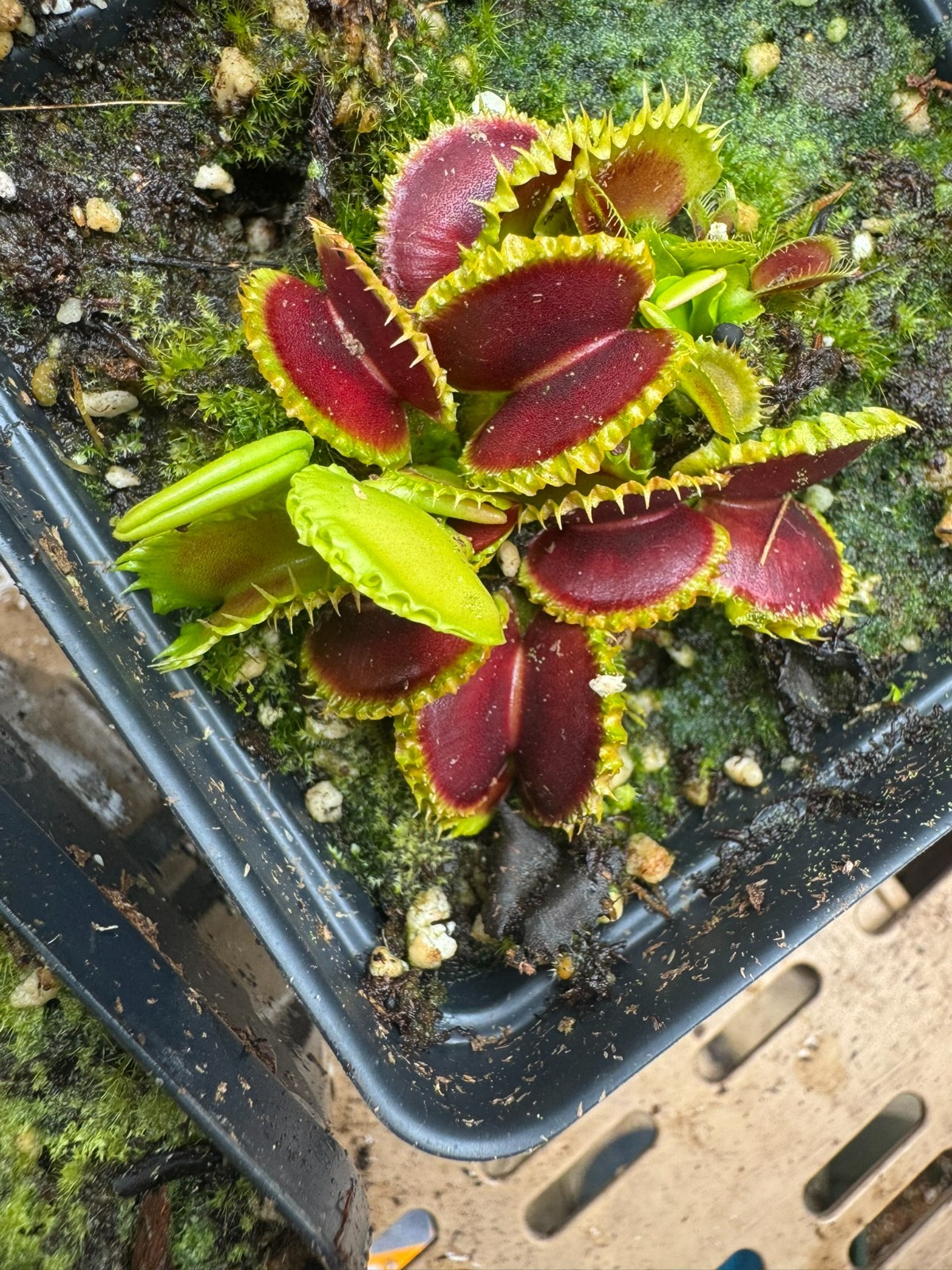 Venus Flytrap 'Chinese Dumpling' plug (Dionaea Muscipula) - Carnivorous Plant