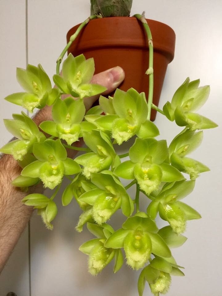 Premium "Gritty" Tree Fern Fiber (New Zealand) - Great for Tropicals