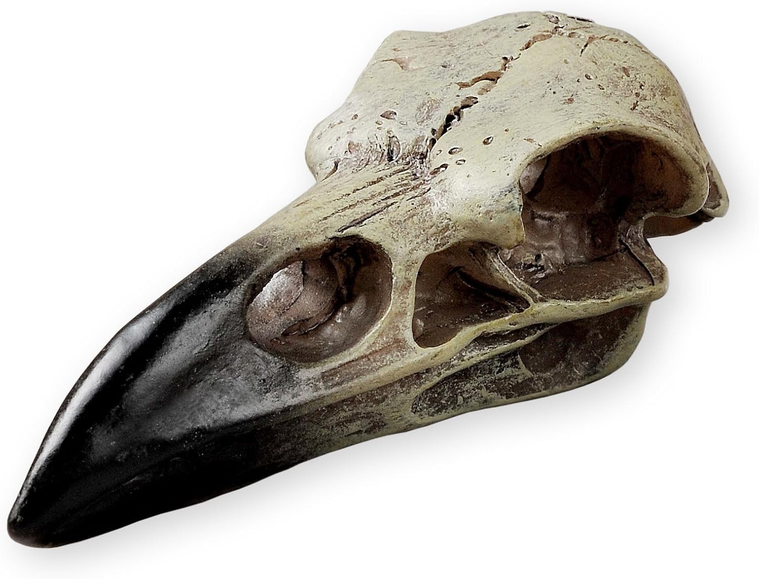 Halloween Raven Skull, Gothic Raven Decor Statue Animal Skull, Fake Bone Decor C
