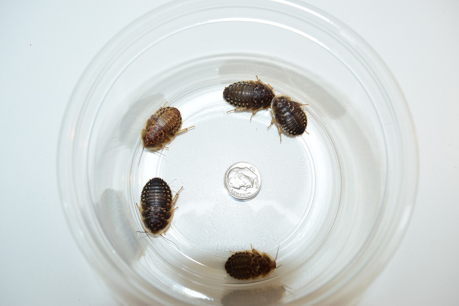 Reptile Feeder Bugs: 50 - 200 Large Dubia Roaches
