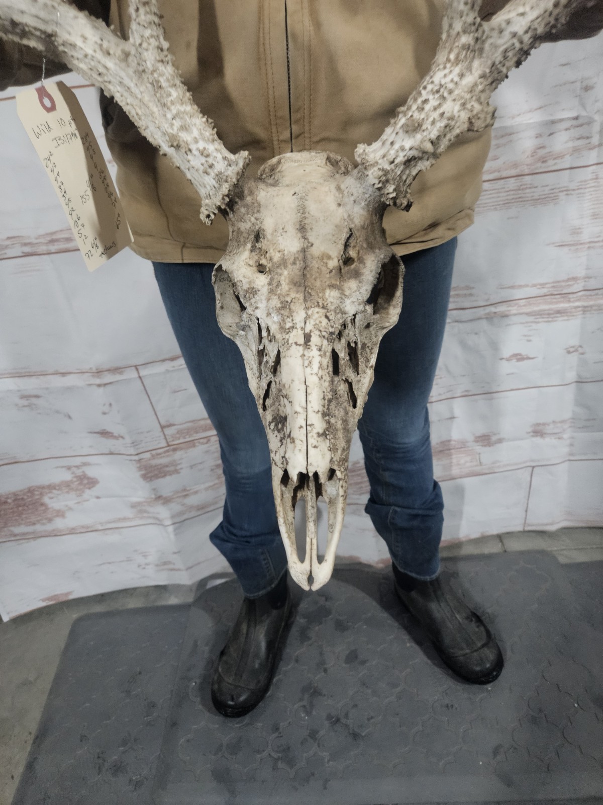 Wild 10 Point Whitetail Deer Antler Rack Horn European Skull Mount Man Cave 155"